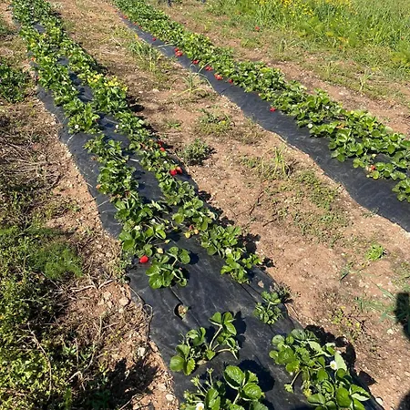 Michela Bed & Breakfast Alezio